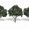 Woodland Scenics Woodland Classics #3508 - Cool Shade 3" To 4" - 3/pkg -Woodland Scenics Shop TR3508 PHOTO HR 56405.1645224806