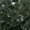 Woodland Scenics #1130 - Fine Leaf Foliage - Dark Green -Woodland Scenics Shop Woodland Scenics Fine Leaf Foliage Dark Green 111230871380 24275.1645224661