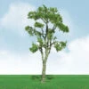 JTT 92311 - Pro-Elite Trees: Gum 3.5 - 4" - 2pcs - HO Scale