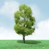 JTT 92409 - Pro-Elite Trees: Birch 8" - 1pcs - O Scale -Woodland Scenics Shop jtt592409 65563.1671411283