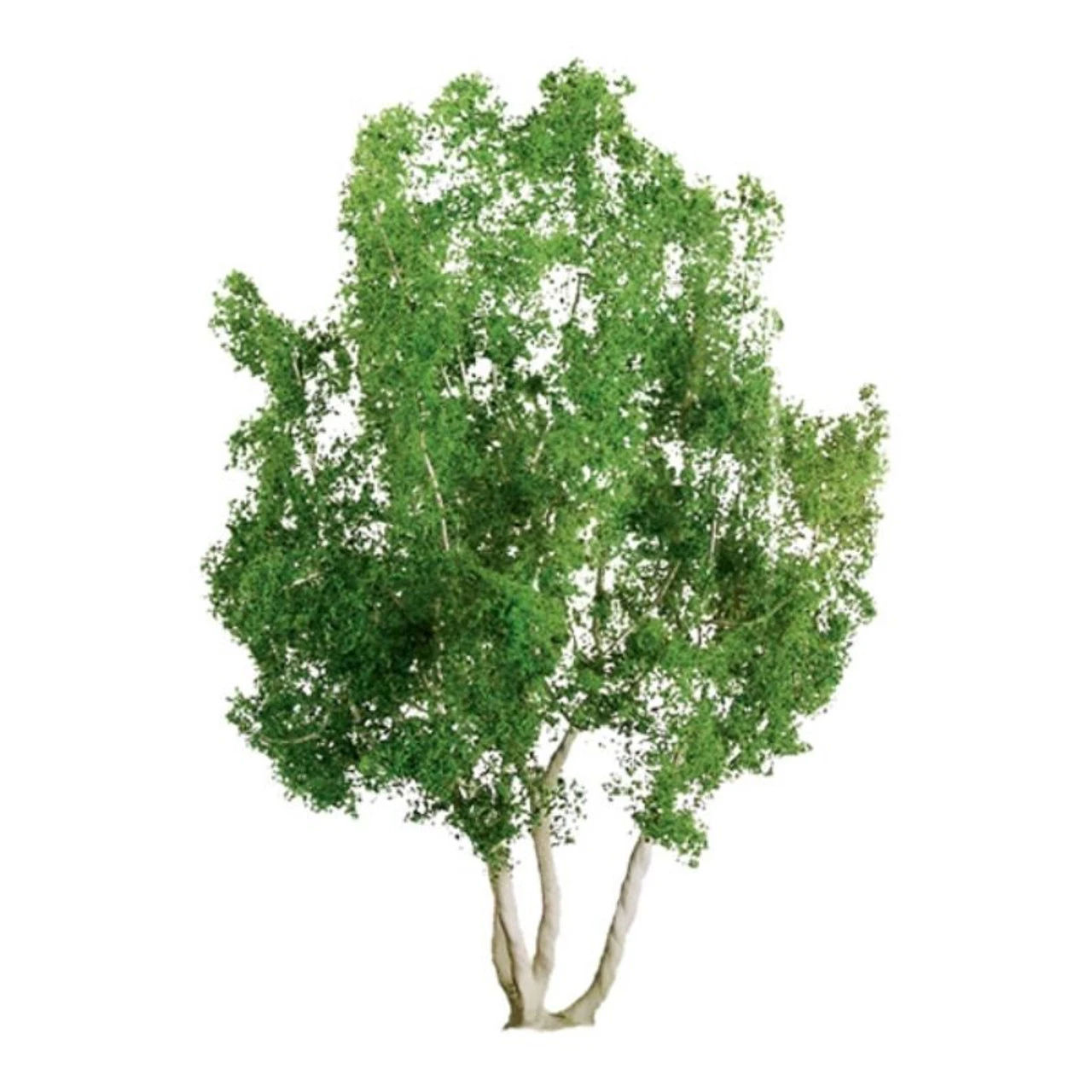 JTT 94257 - Professional Trees: Snow Gum 2.5" - 3pcs - Multi Scale 3 JTT 94257 - Professional Trees: Snow Gum 2.5" - 3pcs - Multi Scale