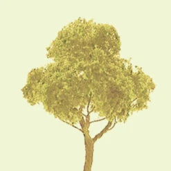 JTT 94328 - Professional Trees: Basswood Deciduous 2.5" - 3pcs - Multi Scale