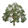 JTT 94348 - Professional Trees: Live Oak 1.5" - 4pcs - Multi Scale