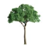 JTT 94398 - Professional Trees: Green Jacaranda 1/2" - 6pcs - Multi Scale -Woodland Scenics Shop jtt594398 87281.1671411297