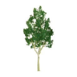 JTT 94401 - Professional Trees: Mountain Gum 3/4" - 6pcs - Multi Scale