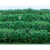 JTT 95515 - Flower Hedges: Green 8/pk 5" X 3/8" X 5/8" - HO Scale